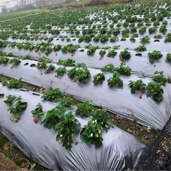 OEM Custom Processing Silver Black Mulch Agriculture PE Film - Image 2