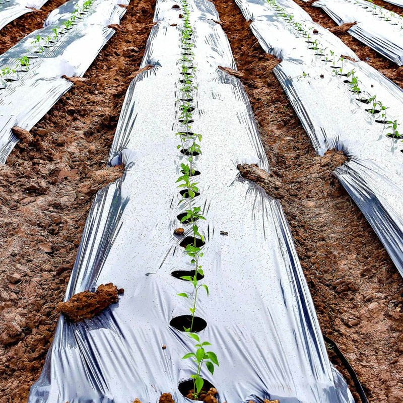 OEM Custom Processing Silver Black Mulch Agriculture PE Film - Image 3